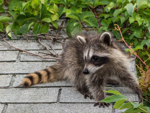 Bloomington Wildlife Removal