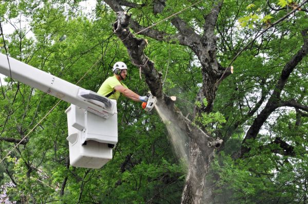 Bloomington Tree Trimming