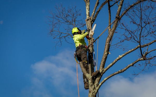 Bloomington Tree Removal