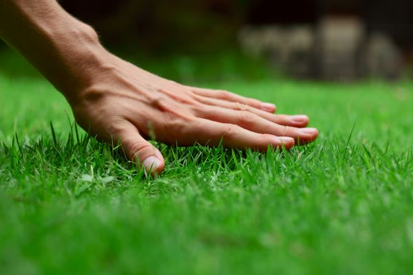 Bloomington Lawn Treatment
